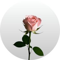 Одноголовые розы