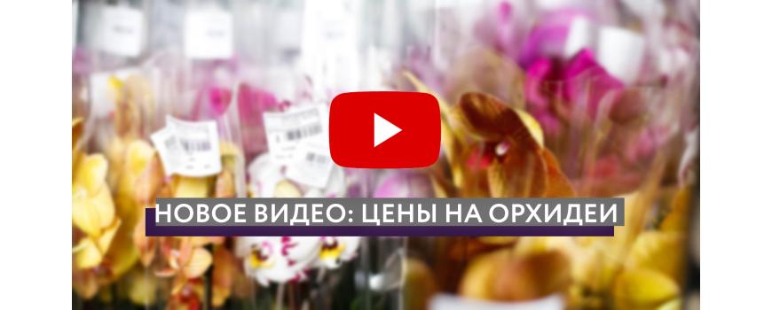 Цены на орхидеи