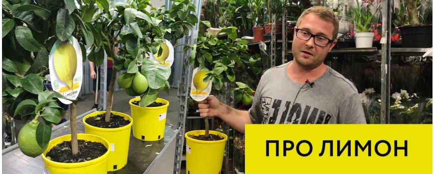Про лимон. Видео